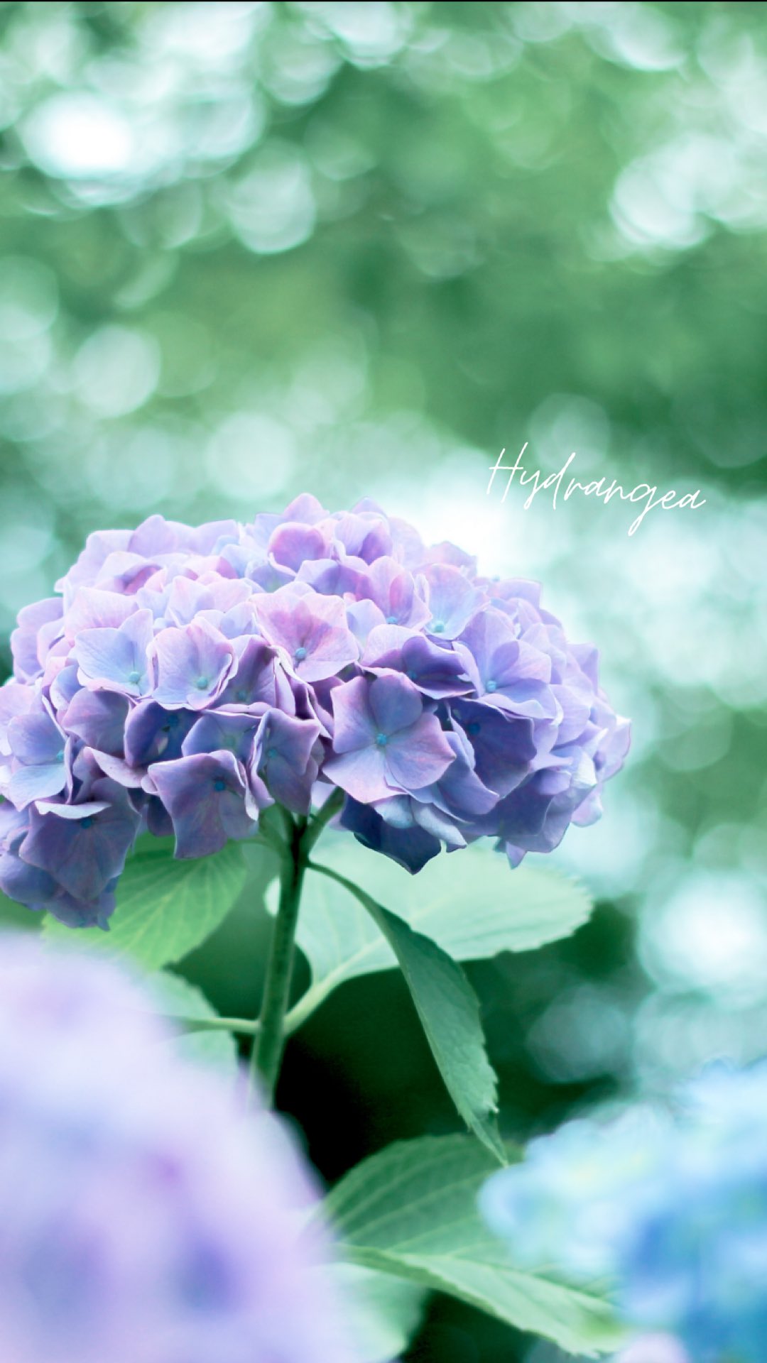 Rina ﾟ 紫陽花 T Co Xqsaffc1ff Twitter