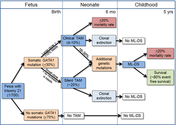 However, this advantage is dependent on permissive environment. In evolution environment *always* matters. Switching of hematopoiesis from liver to marrow often results in extinction of GATA1 mutant clones.When that doesn't occur, & other mutations arise, leukemia develops./25