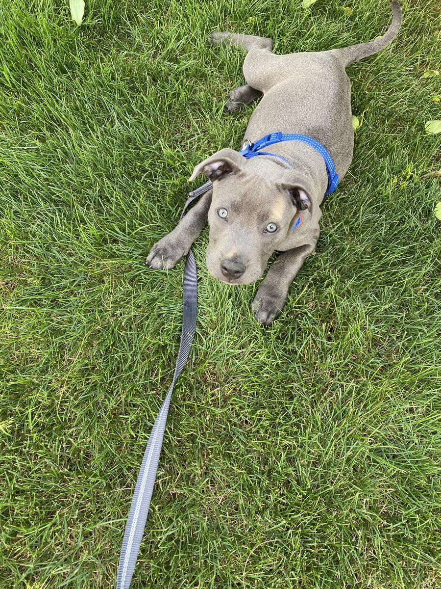 bhorn42's tweet photo. My newest best friend 🐾🖤 https://t.co/gtStw8r86z