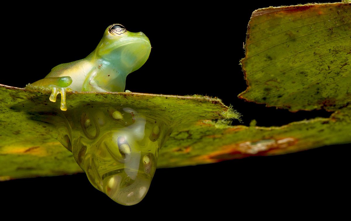 TropicalHerping's tweet photo. Happy Father's Day! 🐸

In the animal kingdom, one of the best examples of great fathers are the glassfrogs.

In many species, glassfrog males stay on guard of the eggs after the female lay them, this improves the survival of the eggs.

#FathersDay #HappyFathersDay https://t.co/YXcMDHAxzB