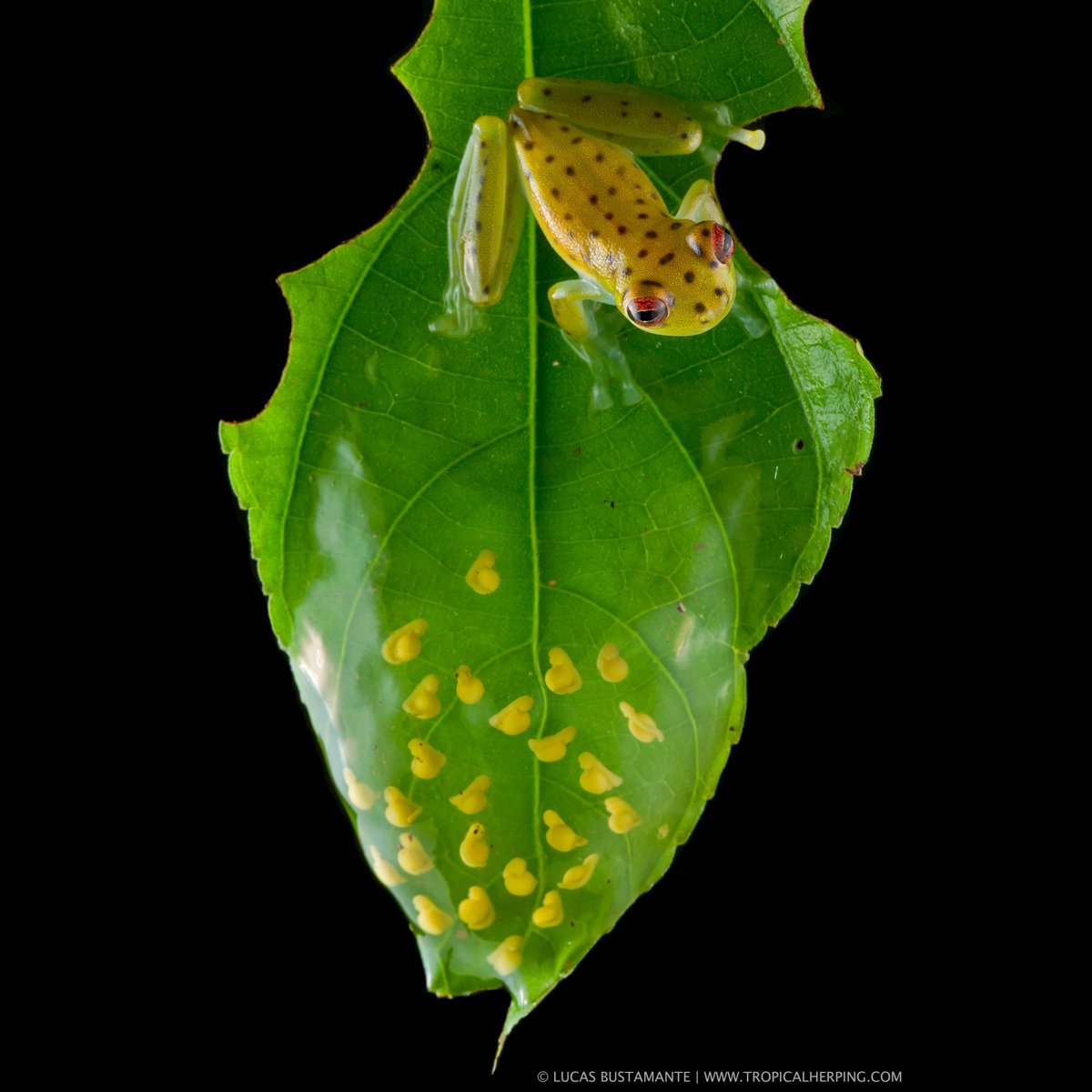 TropicalHerping's tweet photo. Happy Father's Day! 🐸

In the animal kingdom, one of the best examples of great fathers are the glassfrogs.

In many species, glassfrog males stay on guard of the eggs after the female lay them, this improves the survival of the eggs.

#FathersDay #HappyFathersDay https://t.co/YXcMDHAxzB