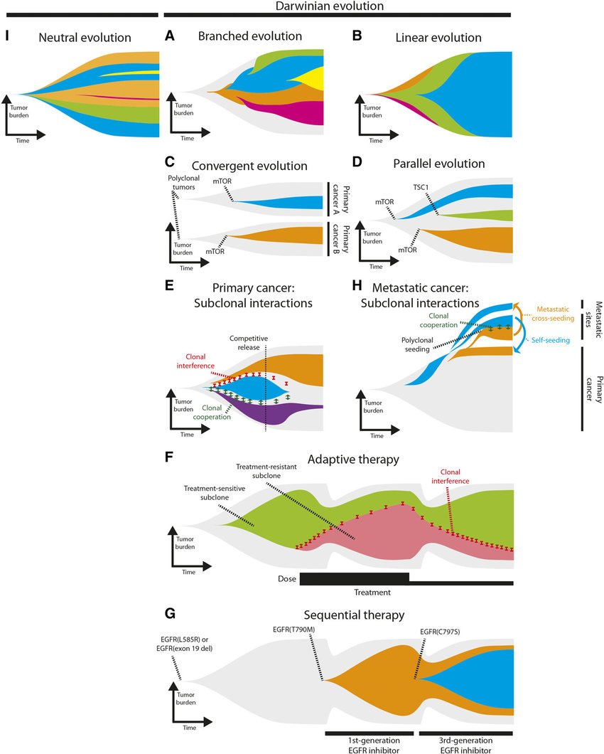 The tremendous advances in cellular and molecular biology in the more than 150 years since the publication of "On the Origin of Species" in 1859 have highlighted parallels between the development of cancer clones and the evolution of new species.../28