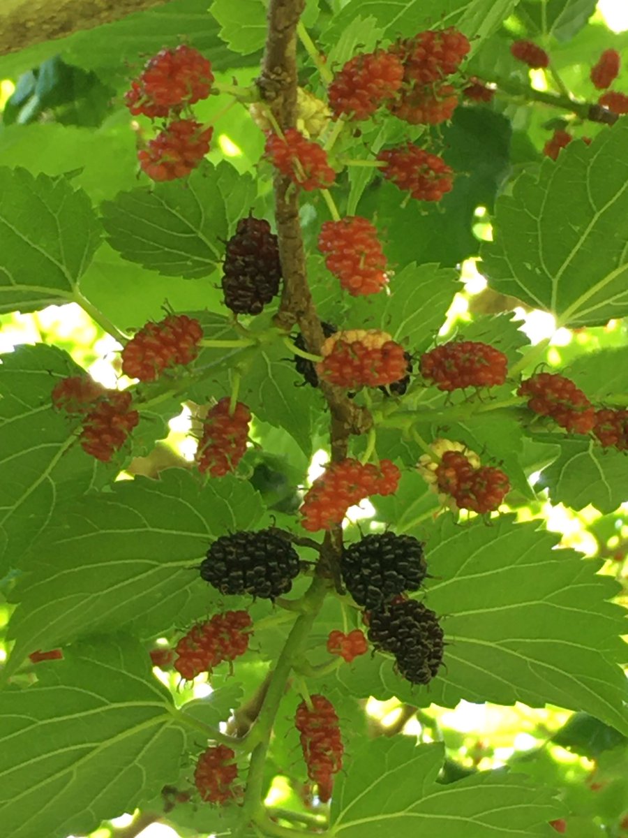 こみくママ様 お早う御座います 桑の木 桑の実 クワ科クワ属 養蚕の飼料 熟れた果実 自生する真桑 果実が未だ赤いが やがて全体的に 黒紫色に熟したら食べさせていただきます