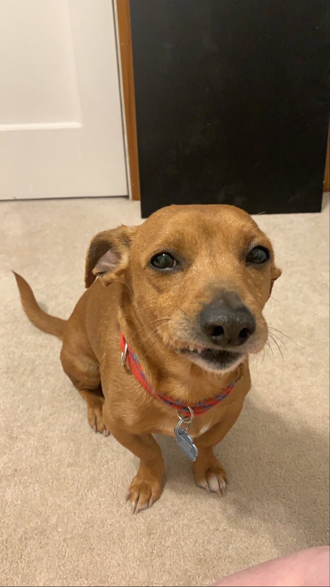 amURKAAAA's tweet photo. Hey Lilo!! He’s my current foster pup and looking for a patient family 💕 https://t.co/QZIUdvEa2L