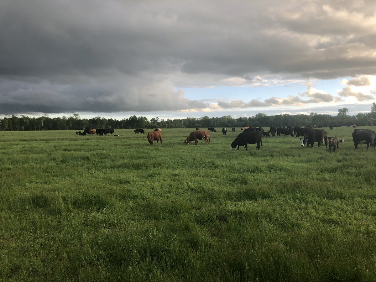 riverpinecattle's tweet photo. A few pics from the pasture this evening https://t.co/beyzE0HiN0