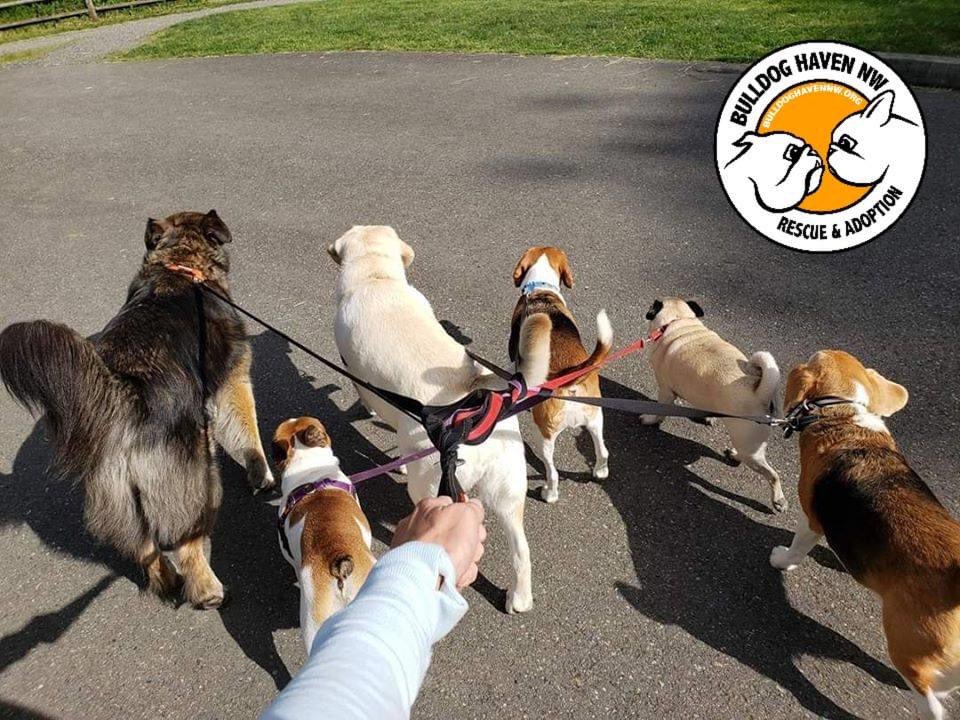 BulldogHavenNW's tweet photo. Not only is June 21st #FathersDay, it's also #NationalDogPartyDay!
We hope everyone is able to #celebrate in the safest way possible, but still have some fun!
https://t.co/gIVYMUULhQ
#bulldoghavennw
#dogpartyday #socialdistancingonaleash
#dogsbestfriends #dogsociallife https://t.co/DfQSBVc5nS