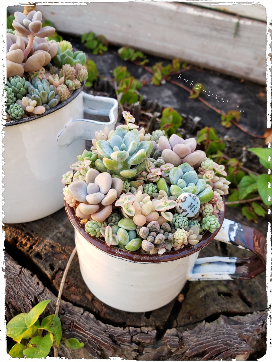 先日販売した寄せ植え♡(これから発送です) こちらと似た感じで作って