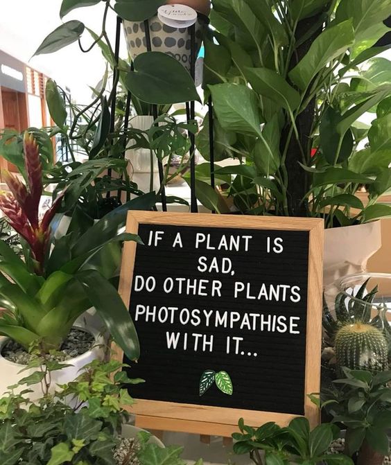 easyflowers's tweet photo. 🤔😏 https://t.co/hJdDLFQY4i
