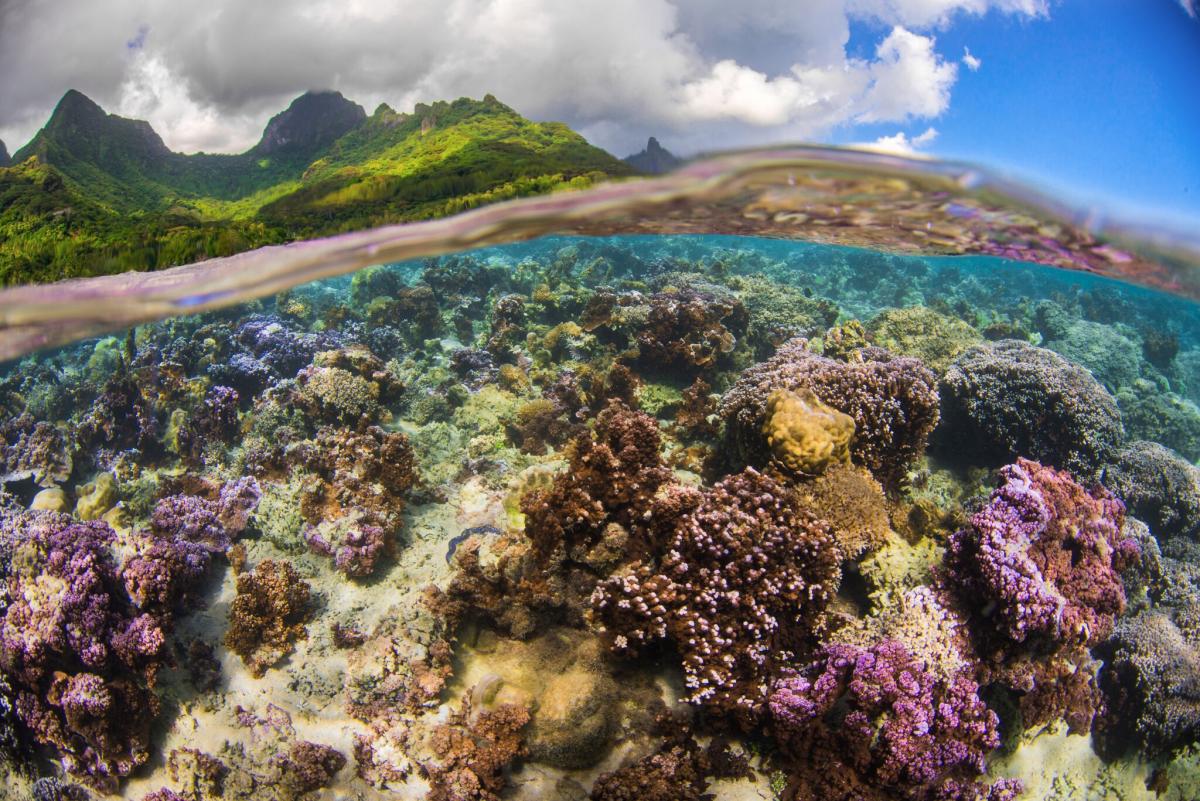 tinyscientist's tweet photo. Calling all aspiring #marine scientists in Australia and NZ! 

We have TWO PhD opportunities applying 'omics techniques to diagnose #coral reef health with us at @FRAG_C3 

Check them out! https://t.co/ymPvssGGXZ &amp; https://t.co/9TplhnyqT4

@uts_c3 @DavidJSuggett @AdvancedTwigTec https://t.co/JMuK2qk2gB
