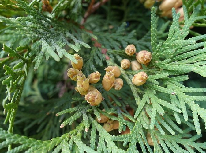 HomeopathyPlus's tweet photo. Remedy: Thuja occidentalis.
Those who need Thuja struggle with self-confidence: they feel worthless and unattractive and believe that no-one would love them if they knew what they were really like.
https://t.co/QptjAdmM73
Subscribe: https://t.co/oirxxmFY8f⠀
#thuj #confidence https://t.co/IhX5mjHgCw