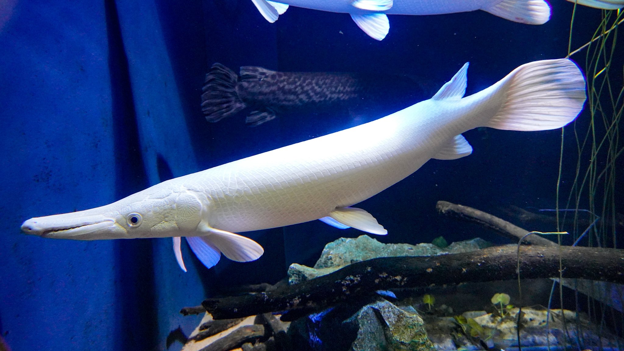 もっち プラチナアリゲーターガー 竹島水族館 T Co Ig0rwalc6e Twitter
