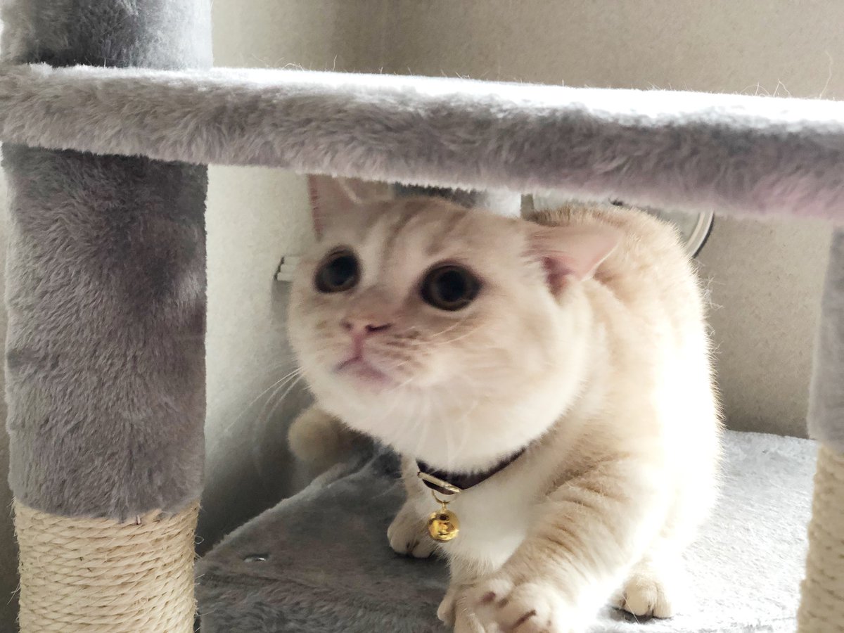 うに 8ヶ月だけど まだまだ子猫感あって かわいい 短足マンチカン マンチカン 子猫 猫好きさんと繋がりたい