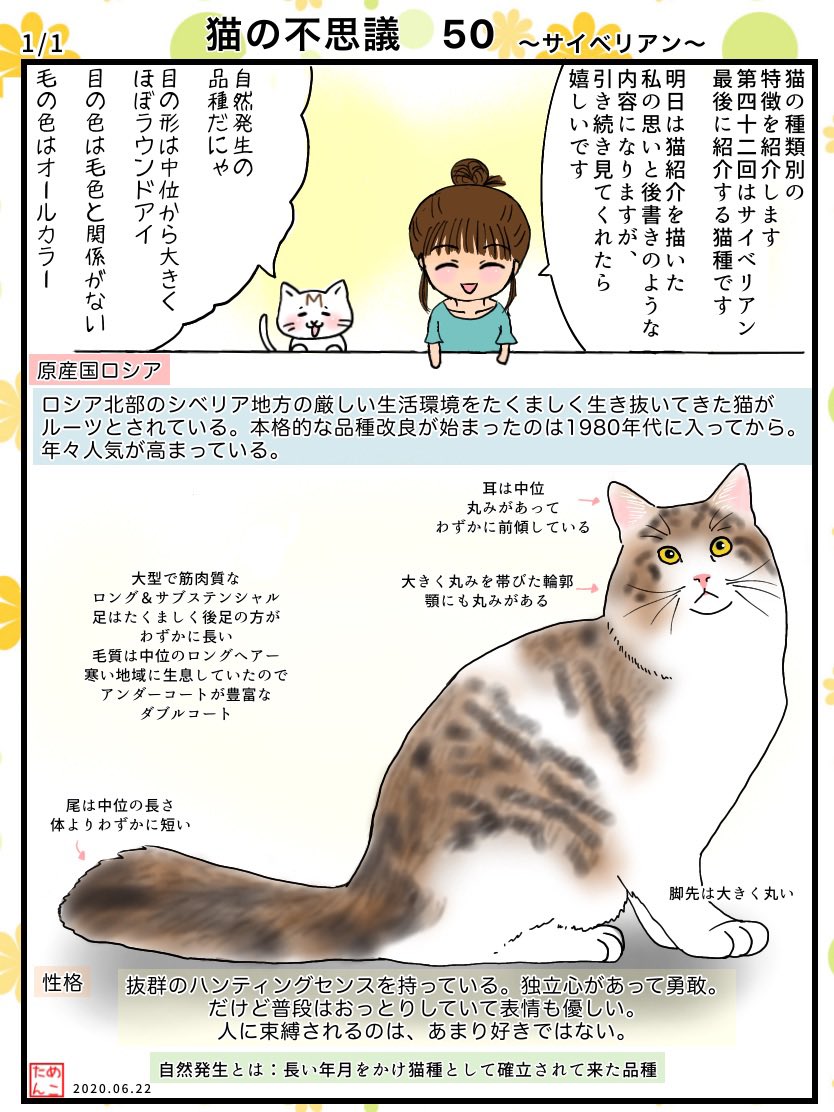めこたんwith毛もじゃ (絵、猫、漫画) (@mojyamojyaing00) さんの漫画