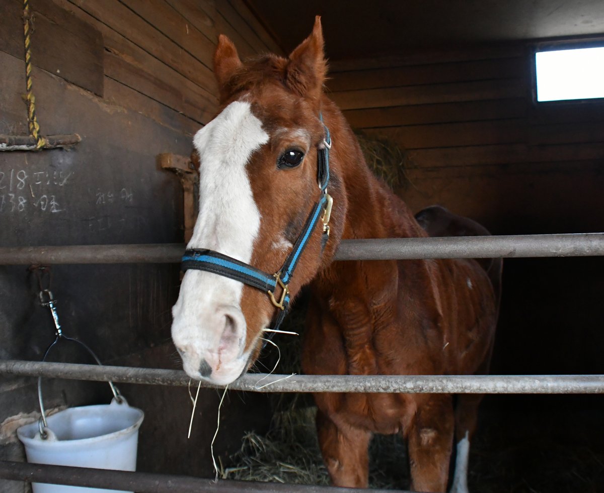 パカパカ工房 ちなみに十勝種馬所でステーブルメイトだったエアジハード 同じサクラユタカオー産駒 は昨年春より新ひだか町の小国スティーブルに移動して余生を送っています スペシャル グラス エルコン世代のエアジも25歳 お爺ちゃんと呼ばれる齢に パカパカ工房 ちなみに十勝種馬所でステーブルメイトだったエアジハード 同じサクラユタカオー産駒 は昨年春より新ひだか町の小国スティーブルに移動して余生を送っています スペシャル グラス エルコン世代のエアジも25歳 お爺ちゃんと呼ばれる齢に