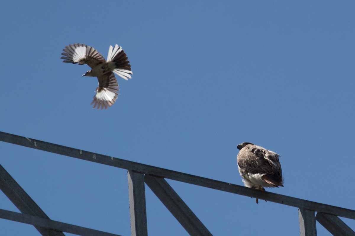 Efua Peterson tweet media