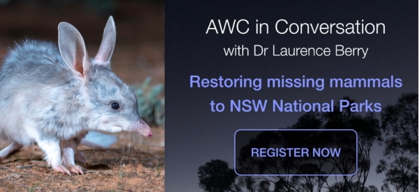 Learn more in our next webinar: Thur 25 June 11.30 - 12.15 (AEST).

Ecologist Dr Laurence Berry will update us on NSW Bilbies and discuss plans for further reintroductions under our partnership with #NSWparks @nswenviromedia #savingourspecies.

Register: australianwildlife.org/awc-in-convers…