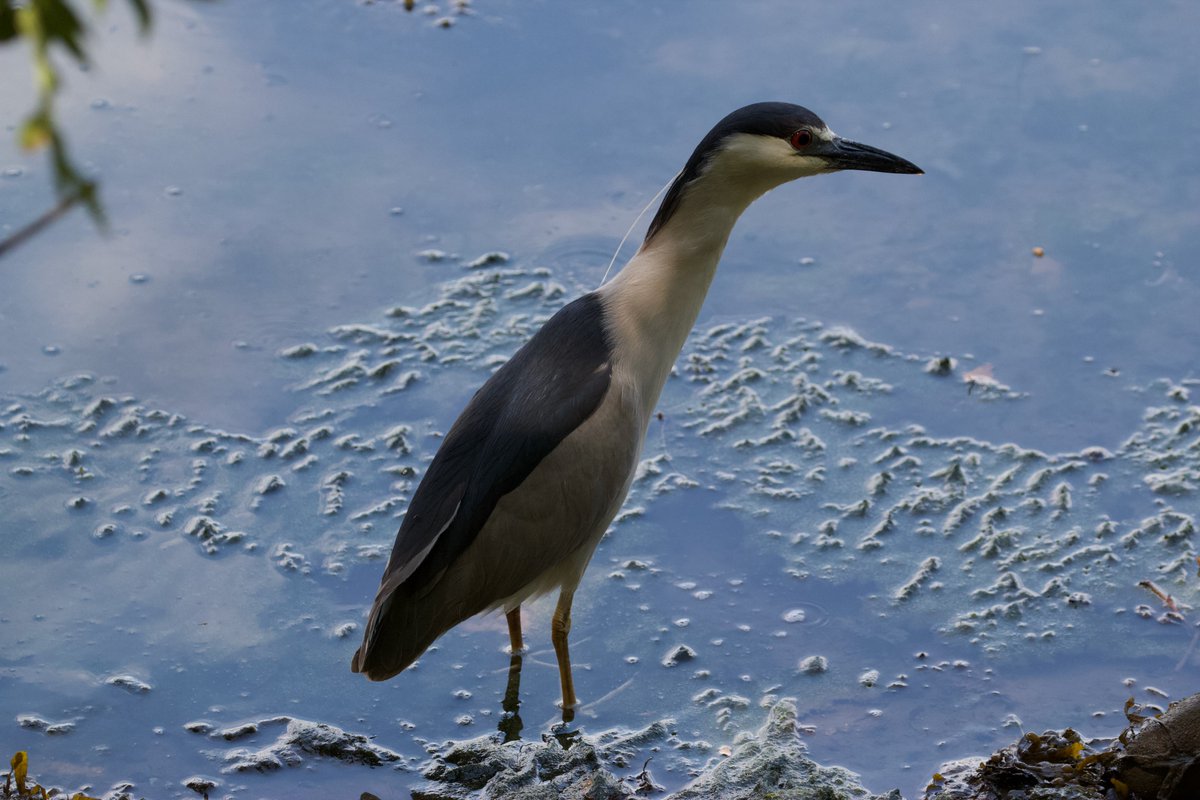 Efua Peterson tweet media