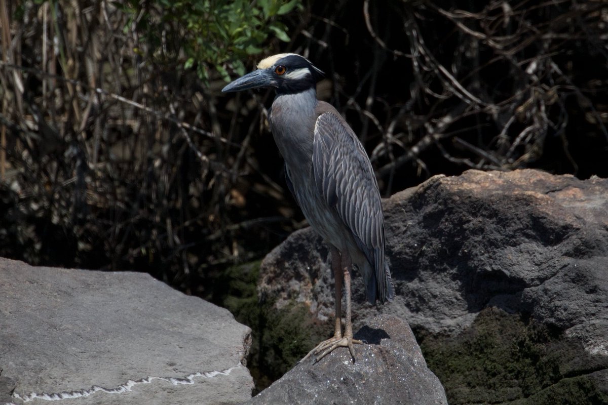 Efua Peterson tweet media