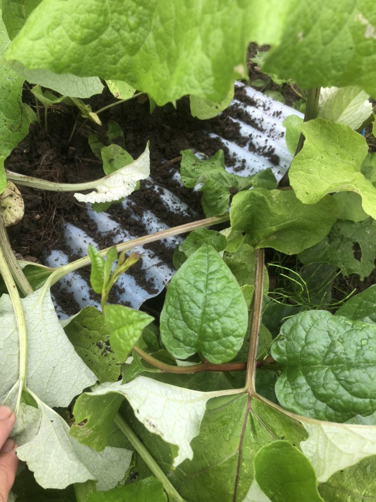 こっとんとん トタン板栽培のマタマタ牛蒡 溢れタネから苗植え替え 豚汁になぁる