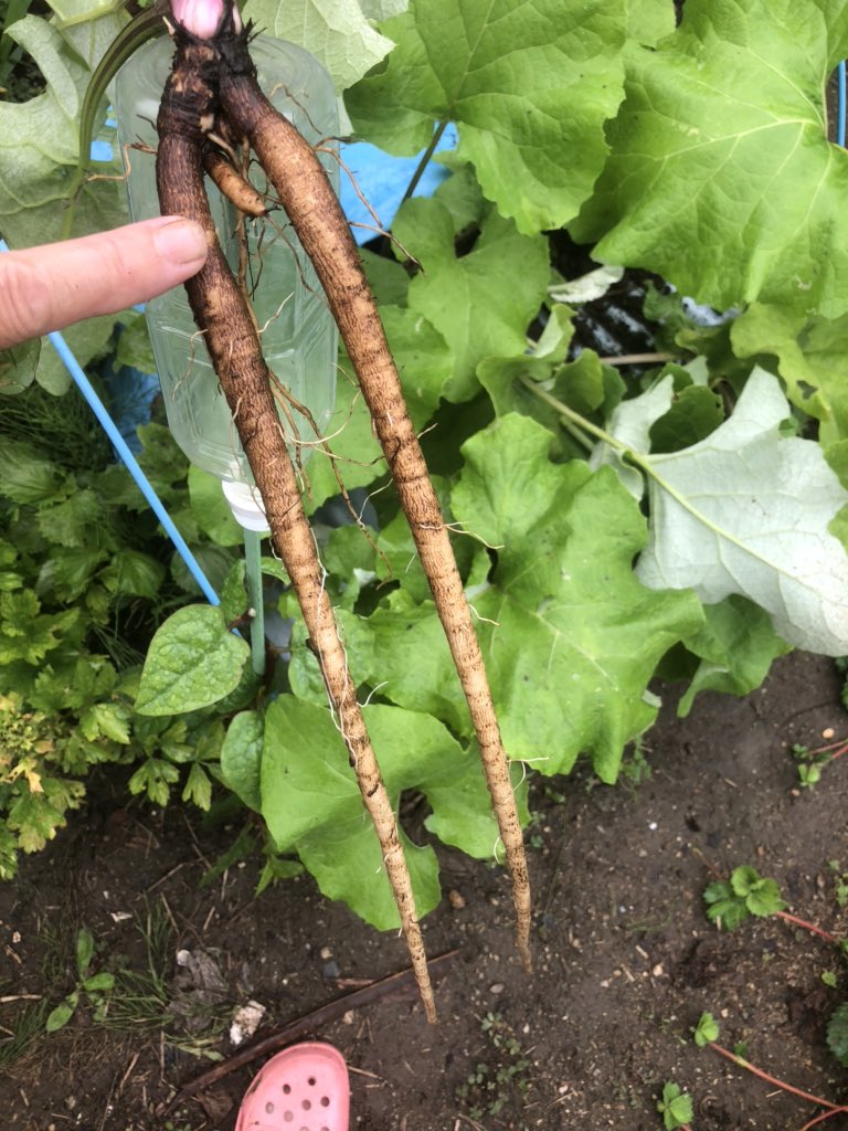 こっとんとん トタン板栽培のマタマタ牛蒡 溢れタネから苗植え替え 豚汁になぁる