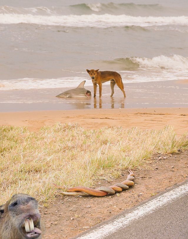 サメを襲いながら蛇の交尾を見てる犬を撮ろうとしたら映りこんだ主張の激しいカピバラの画像 情報量多すぎｗｗ 話題の画像プラス