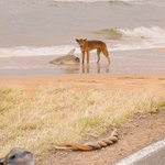 サメを襲いながら蛇の交尾を見てる犬を撮ろうとしたら映りこんだ主張の激しいカピバラの画像。情報量多すぎw