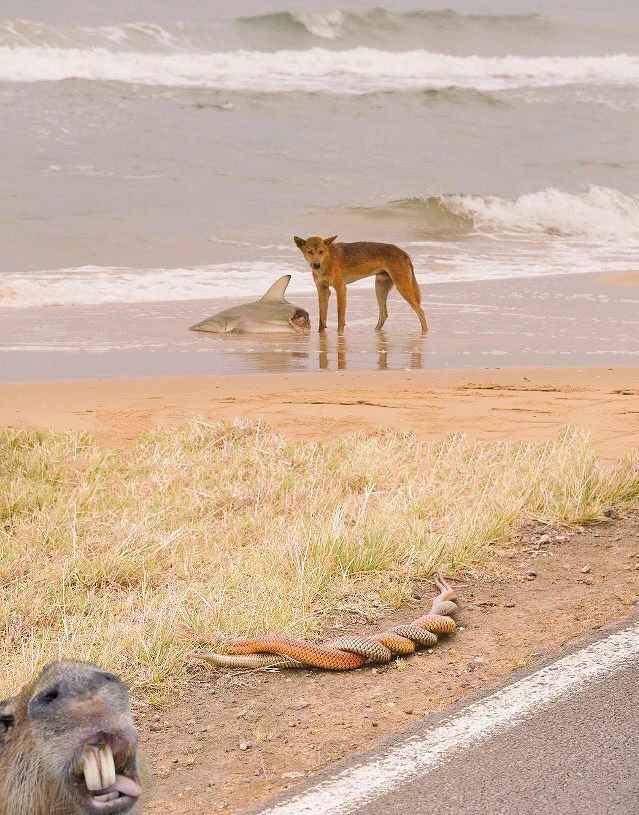 サメを襲いながら蛇の交尾を見てる犬を撮ろうとしたら映りこんだ主張の激しいカピバラの画像。情報量多すぎｗｗ