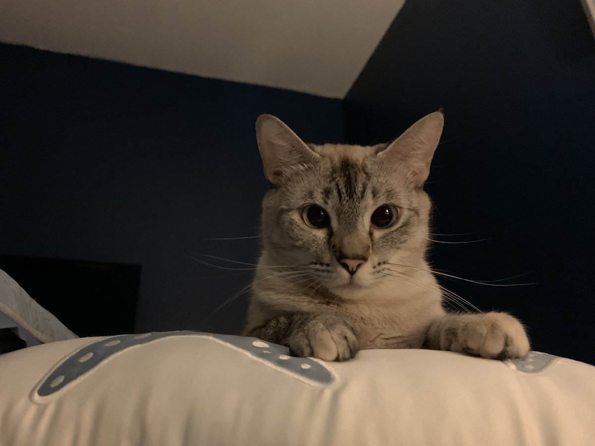 lilytalkingcat's tweet photo. Henlo https://t.co/TTfQCY8N1k
