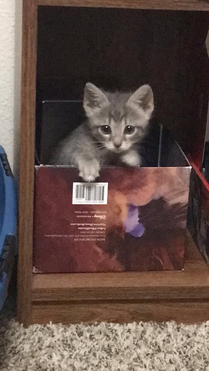 thread of pictures of qezza i have so far cause hel wanted all of them