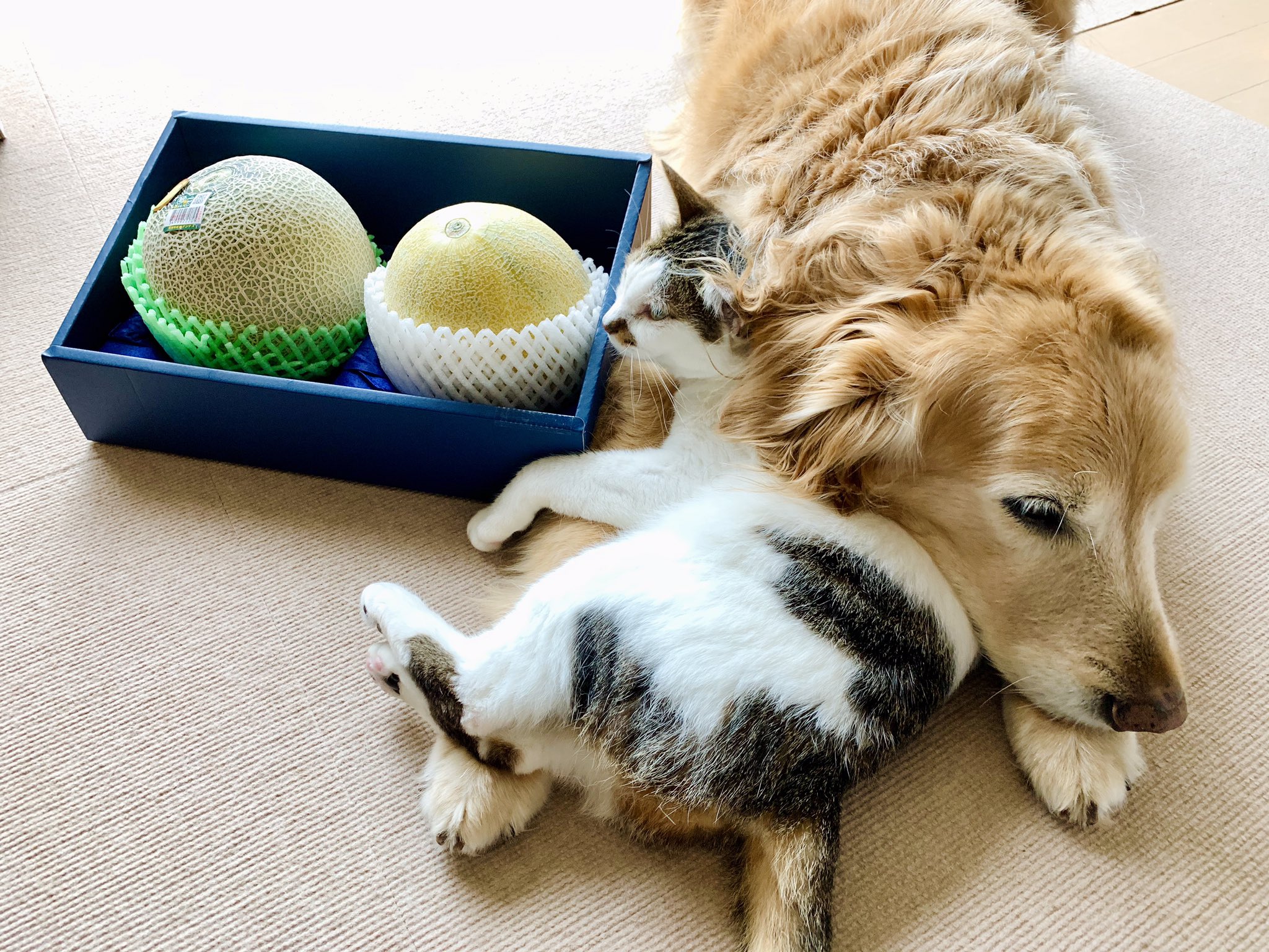 麦豆 犬はフワサラ猫はモチモチ メロン来た 麦豆はメロンに無関心で良かった 犬 ゴールデンレトリバー 犬と猫 猫 保護猫 茨城県産 ポケットファームどきどき T Co Qtugvtqr5n Twitter