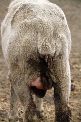 WMG_WA's tweet photo. Don’t let mastitis cost your flock 🐑
NEW POD EPISODE feat. Nutrition &amp; Production Specialist Bronwen Fowler (@NutrienAg). We cover:
- Why #ewes are at higher risk of contracting mastitis right now
- Symptoms, prevention and treatment
🎧 Listen to #PaddockChat via link below 👇 https://t.co/K0Sfryseib