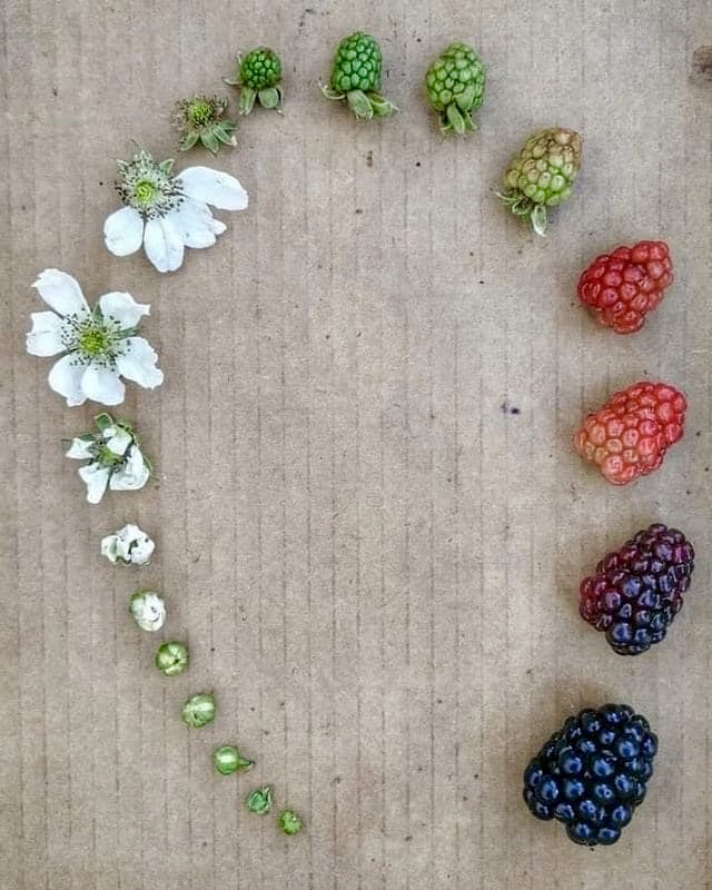 The life-cycle of a blackberry, by Sarah Jane Dawson.