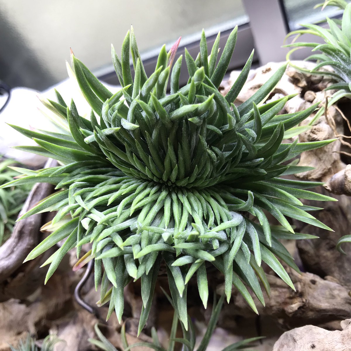 チランジア パチャラ プレデター Yahoo!オークション - Tillandsia 'Pachara Predator' チランジア パチ
