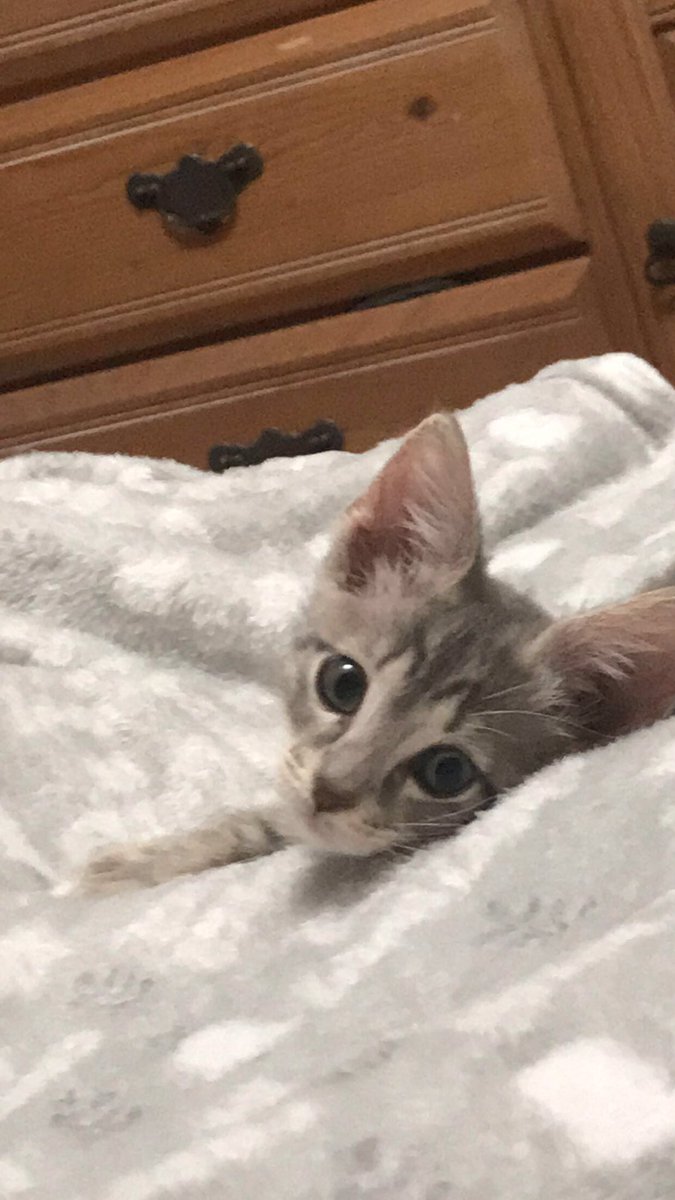 thread of pictures of qezza i have so far cause hel wanted all of them