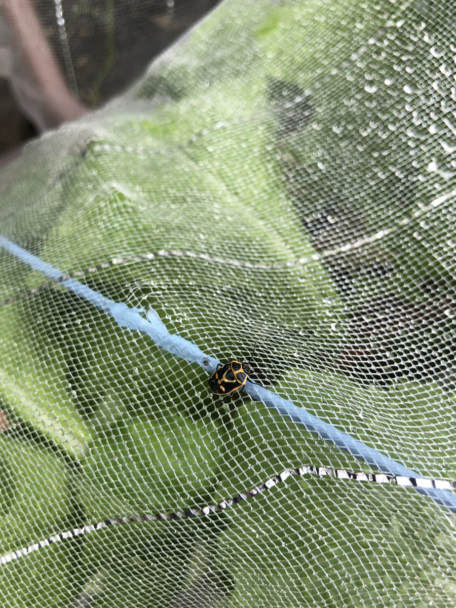 みいここ 今日の収穫 マイクロトマトが可愛い デモ食べない 今日のお客様はナガメ 初めて見る虫です アブラナ科の植物に寄ってくるらしい だから小かぶのネットに引っ付いてるのね プランターの数が去年の倍以上になってるから虫達も種類が増えてき みいここ 今日の収穫 マイクロトマトが可愛い デモ食べない 今日のお客様はナガメ 初めて見る虫です アブラナ科の植物に寄ってくるらしい だから小かぶのネットに引っ付いてるのね プランターの数が去年の倍以上になってるから虫達も種類が増えてき