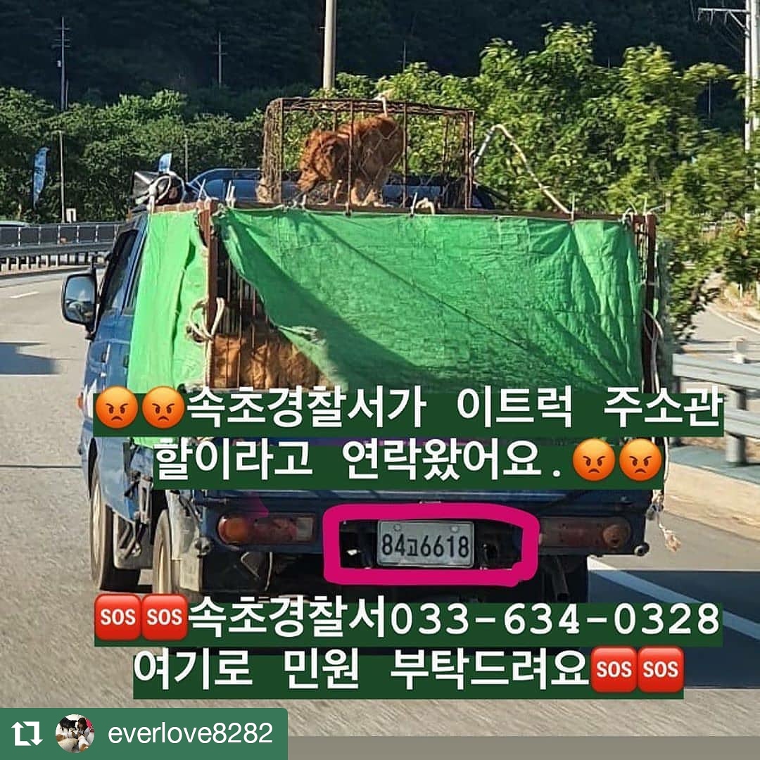 #속초♦️민원 부탁드려요
🆘️속초경찰서033-634-0328🆘️낄낄 웃으면서 전화 받는대요.저 아이들 살릴 가능성 희박하겠지만, 전화 한통화만, 힘드시면 신문고 민원 넣어주세요
📢내용:트럭찾고 동물 학대 멈추도록 동물보호법8조(동물학대) 9조(동물운송)7조(동물관리)위반
instagram.com/p/CBttSo0HmRw/…