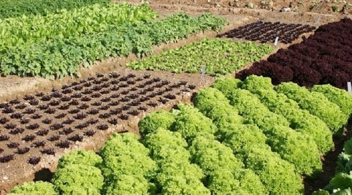 indervenezuela's tweet photo. #InderTips | ROTACIÓN DE CULTIVOS es una práctica es antigua y sencilla pero muy
importante. Se refiere al proceso de cambiar cultivos plantados para mantener la salud del suelo. Previene transmisión de enfermedades y controla malezas. https://t.co/VoAFiLbn8i