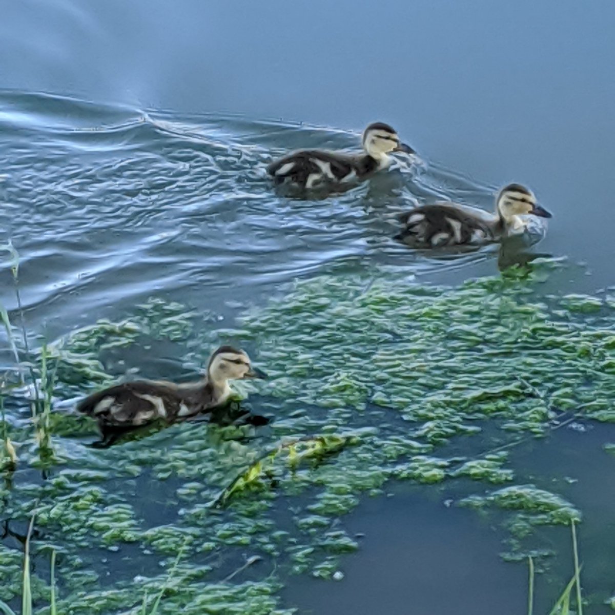  June 21High speed duckling zoomies! 