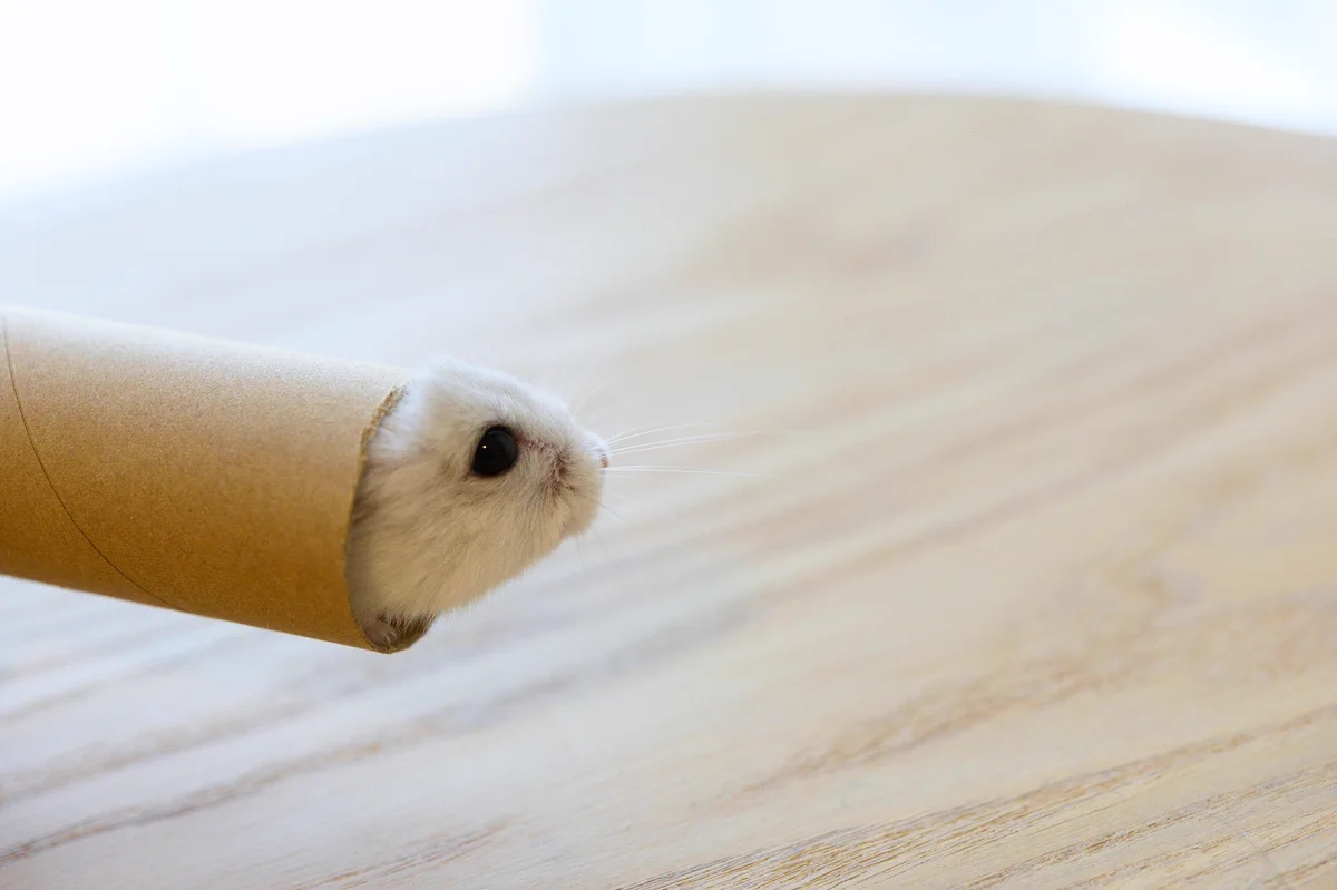 ハムスターも液体だった？筒から「にゅるんっ」と出てくるハムスターに癒される！