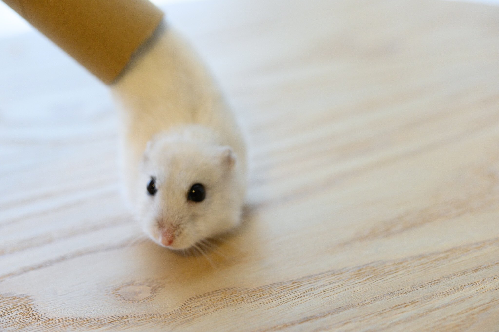 ハムスターも液体だった？筒から「にゅるんっ」と出てくるハムスターに癒される! - EbFgLoiU4AMP5wN