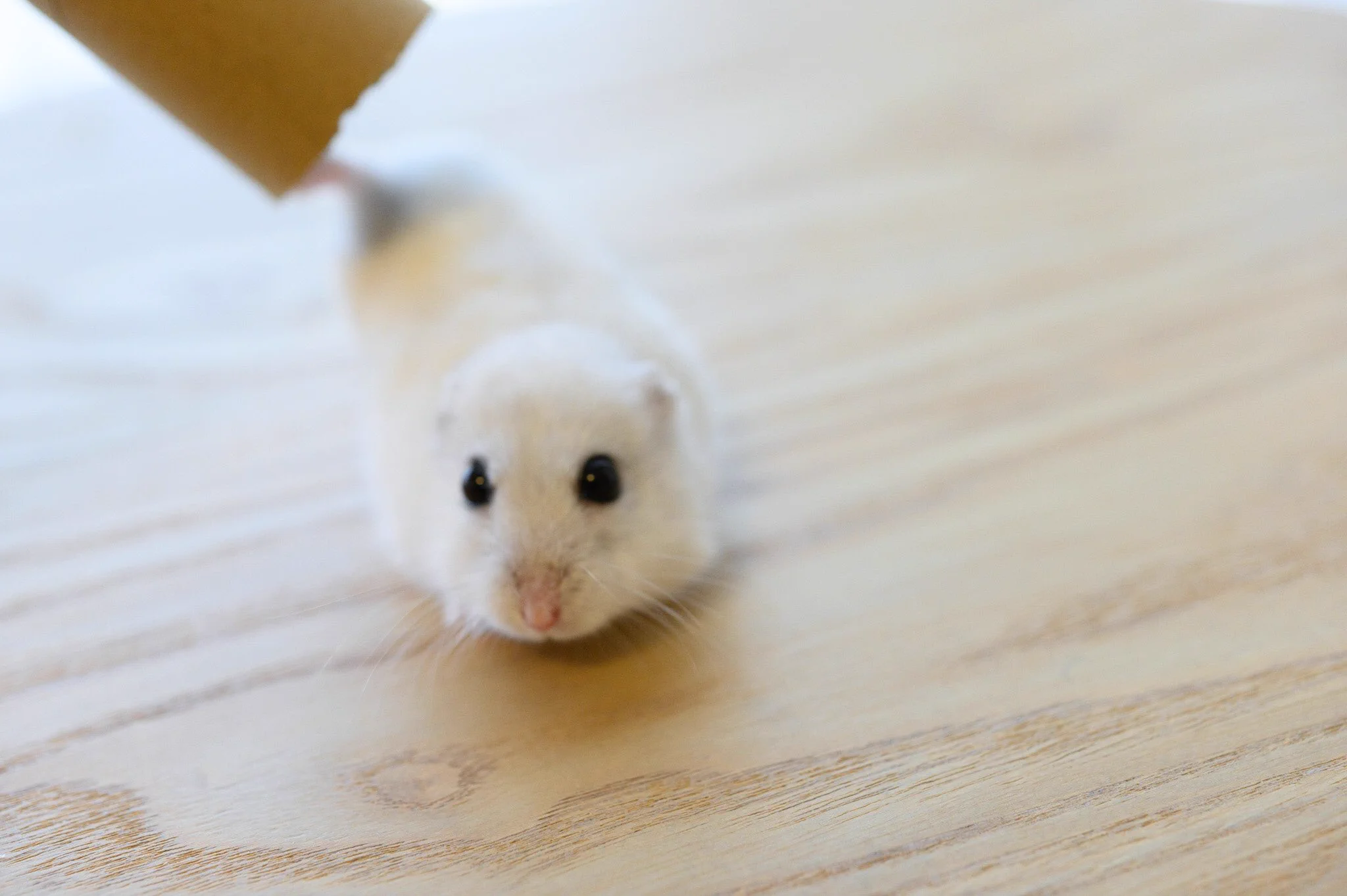 ハムスターも液体だった？筒から「にゅるんっ」と出てくるハムスターに癒される！