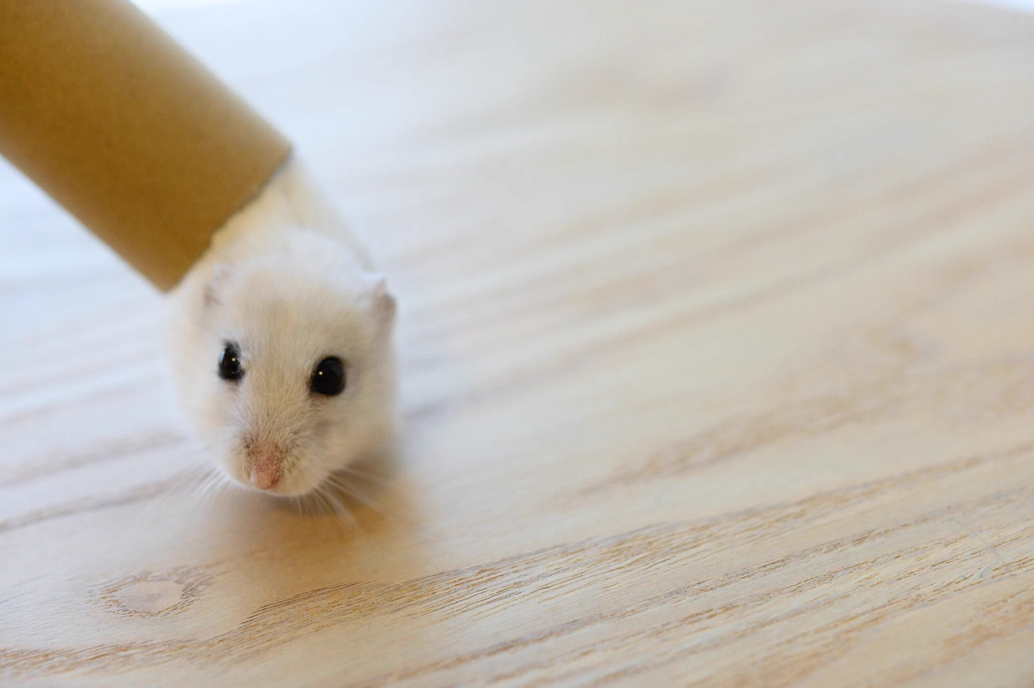 ハムスターも液体だった？筒から「にゅるんっ」と出てくるハムスターに癒される！