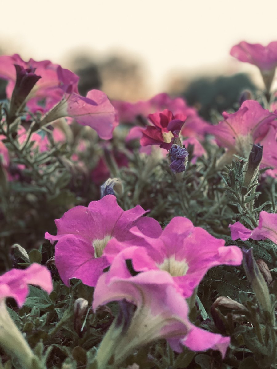 Lauren Loeffler tweet media