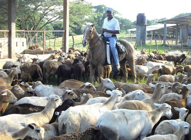 indervenezuela's tweet photo. #InderTips / PASTOREO CONTROLADO es básicamente una rotación de ganado que mueve animales para pastar diferentes áreas. Es importante porque asegura que los animales obtienen variedad de nutrientes, reduce erosión de la tierra y su estiércol ayuda con la fertilidad del suelo. https://t.co/pW5WUeGsiG