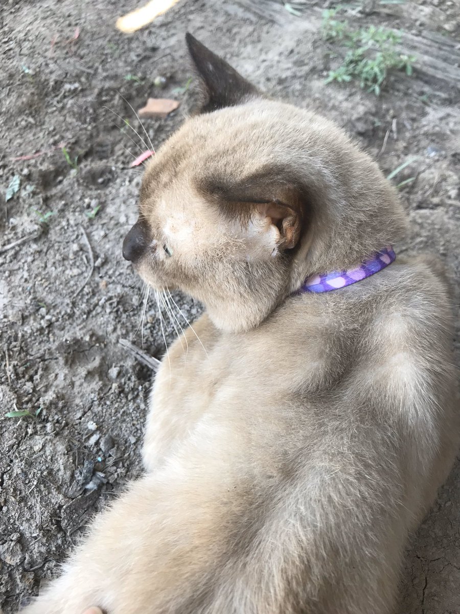 ╰ ไม่อยากทำงาน˙ᴥ˙🦁🐢 tweet media