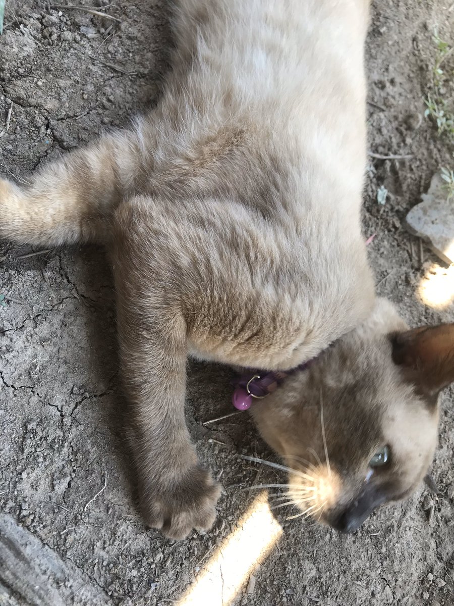 ╰ ไม่อยากทำงาน˙ᴥ˙🦁🐢 tweet media