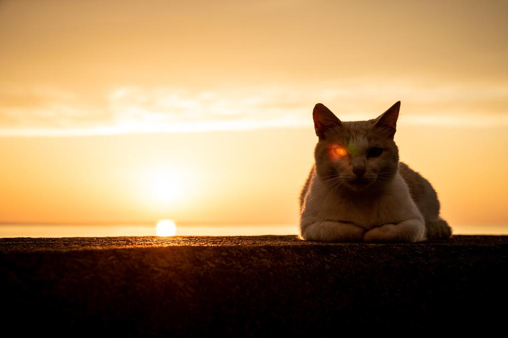 太陽のゴーストが眼に宿って 能力者の猫みたいになった。