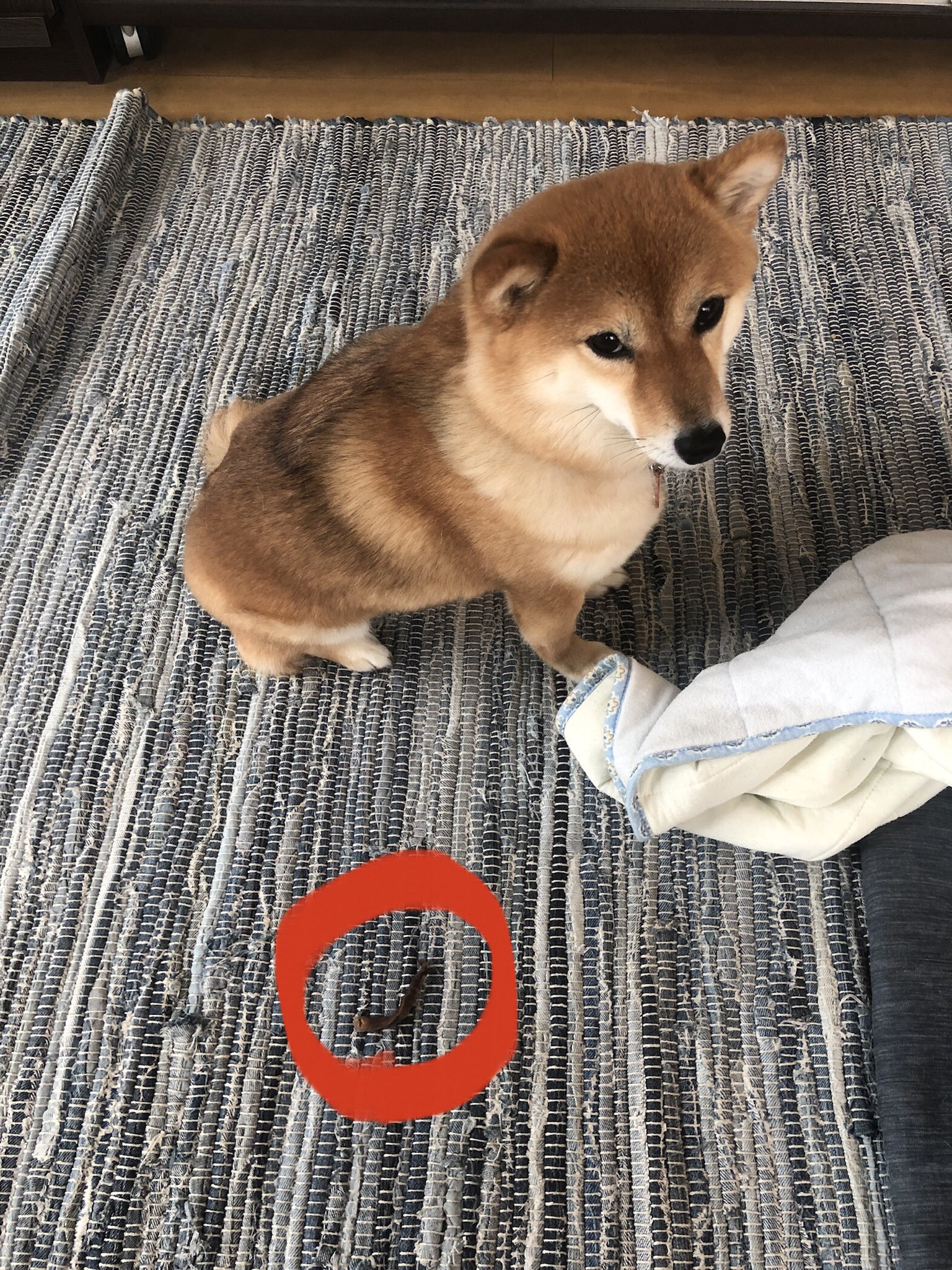 豆柴チョビ Tiny Shiba Chobi 豚の耳 おやつ に触ろうとするだけで怒るやつ 豆柴 柴犬 Shibainu Mameshiba 誕生日 犬 かわいい T Co 35hlf6z2lc Twitter