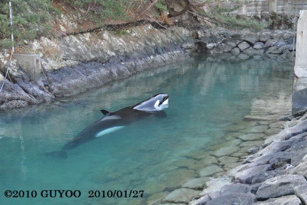 Gayoole 博物館横の浅瀬 10年前までナミが休息場所として利用していたなぁ 今は 館内に彼女の骨格標本が展示されている 01 27 10 太地町立くじらの博物館