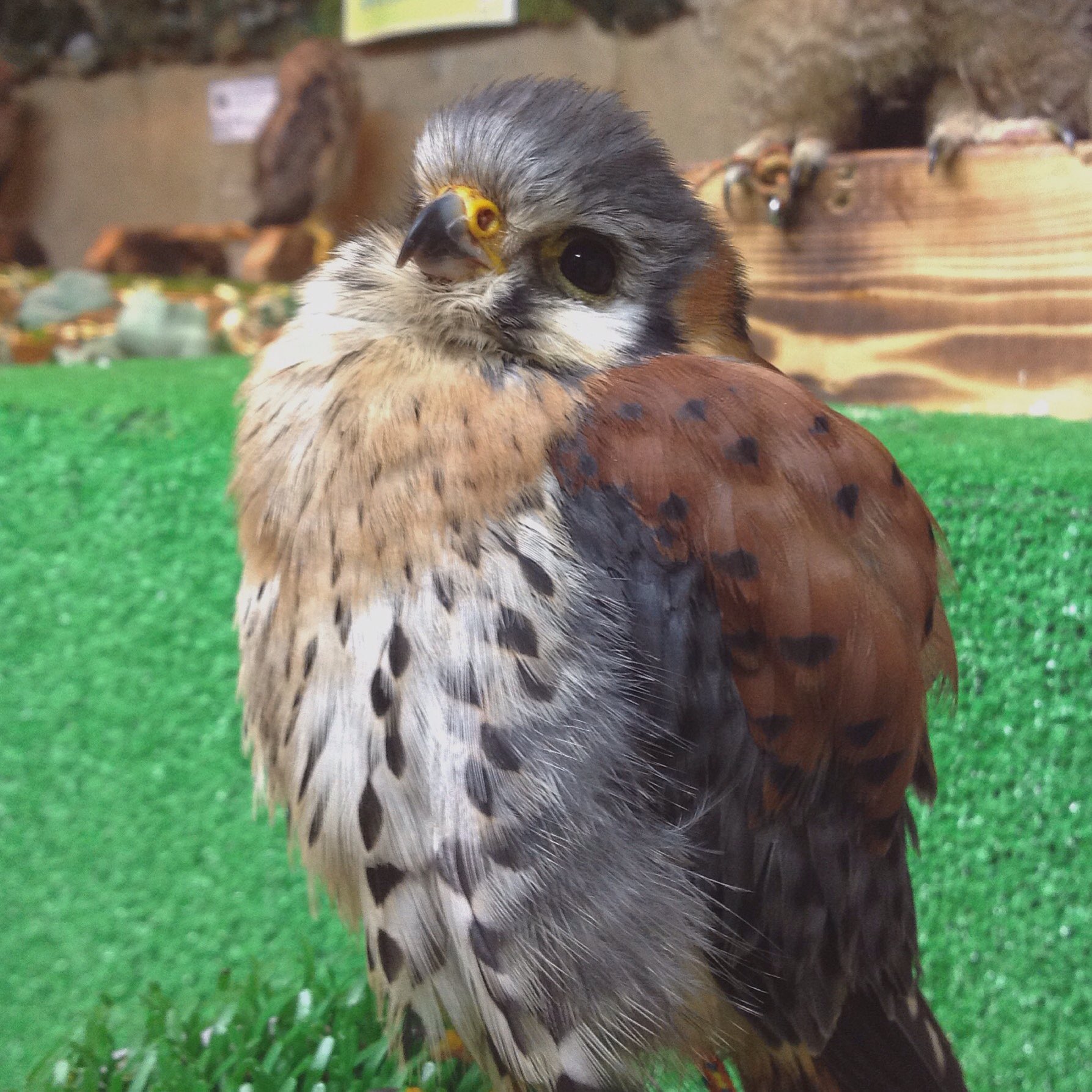 フクロウの巣カフェ 公式 Owl Cafe 新しく仲間入りしたアメリカチョウゲンボウです ちっちゃくてとてもかわいいですよ もちろん人にも慣れています 本日の営業時間は13時 19時までです ご来店お待ちしております フクロウの巣カフェ 猛禽屋東京